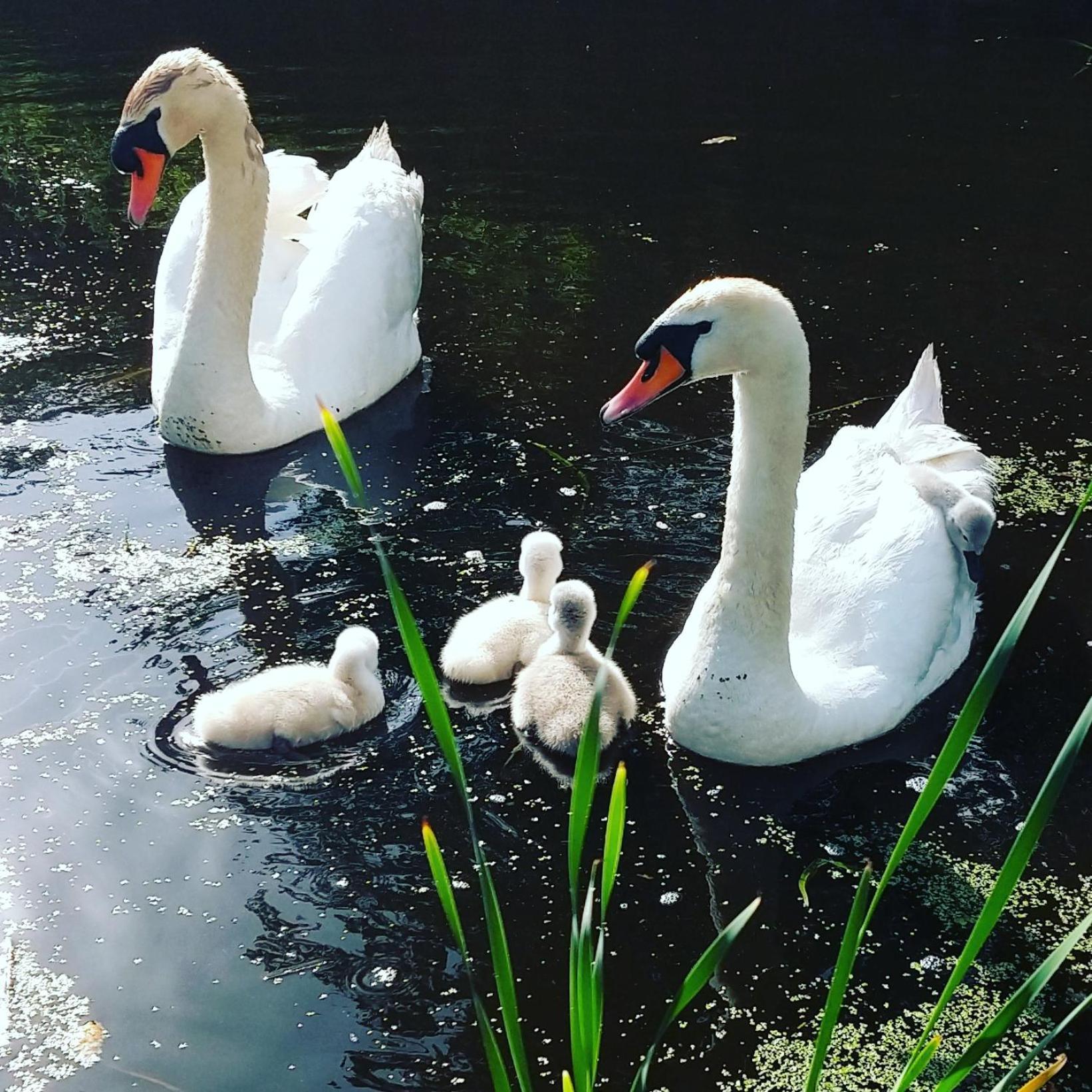 Het Waterhoentje Sint Jansklooster Екстериор снимка